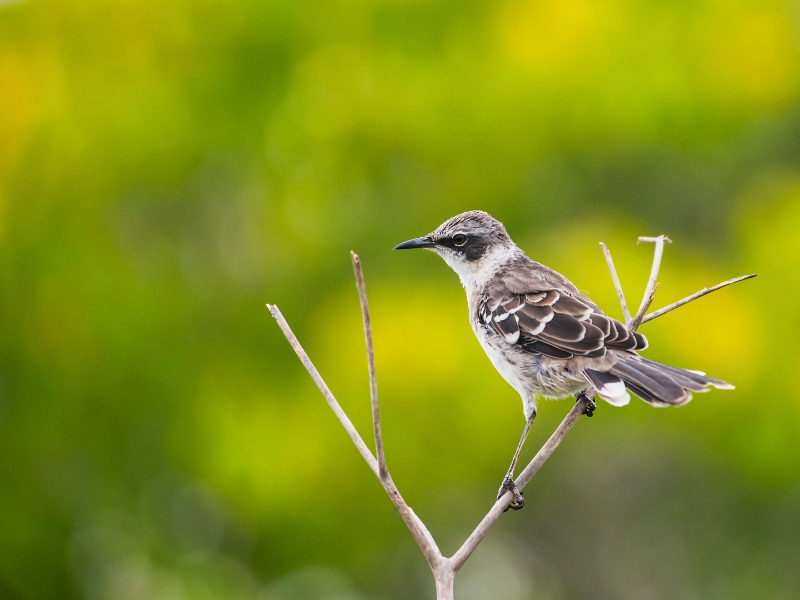 <p>Many islands in the Galapagos archipelago come alive with the warbles of the six subspecies of mockingbirds that live there. </p><p>The Galapagos mockingbirds are omnivores, so they will swoop in on an insect and pluck it from the ground or even go for the smaller rodents running around the island. </p>