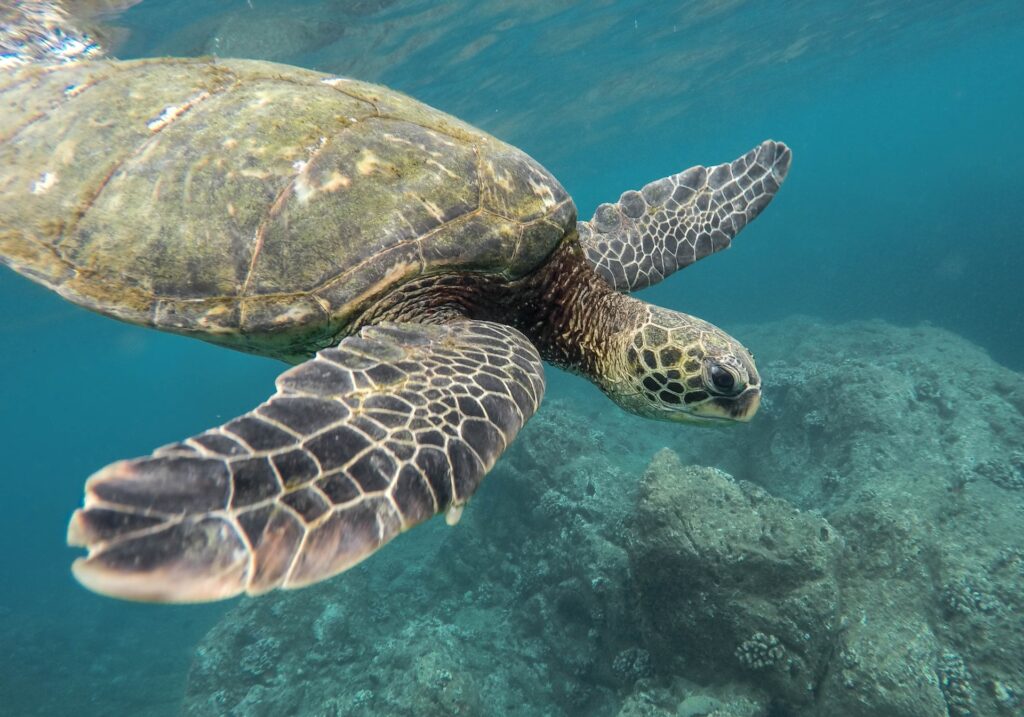 <p>These turtles love to explore, so you’ll find them along many Galapagos islands, although they’ll typically crowd in Espanola and Santa Cruz Island. </p><p>Tourists are strictly forbidden from touching the turtles, but luckily, these soft-hearted species will easily approach tourists as long as they keep a healthy distance. This is a rare chance to observe the species up close and soak in their gentle, beautiful nature. </p>