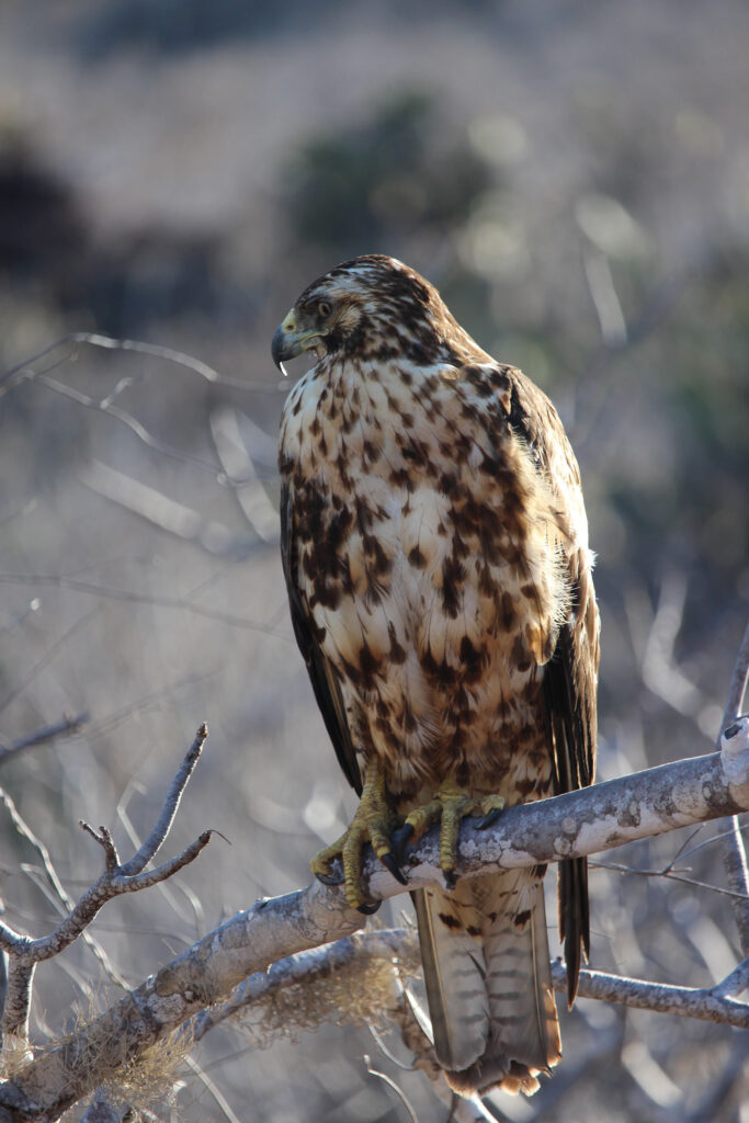 <p>“As we trekked around Rabidia Island, our guide was quite excited when he spotted a juvenile Galapagos hawk circling around above us. This hawk is endemic to the Galapagos, but it is listed as endangered. It is thought that there are <a href="https://www.galapagos.org/newsroom/the-galapagos-hawk/" rel="noreferrer noopener">only 150 pairs left</a>, so to see a baby was an encouraging sight. A hush came over our group as the hawk settled itself in a tree right near us and visited for a while. It was a magical moment as we sat and watched him in quiet appreciation. Definitely in the right place, at the right time”, says Kim Gervais, a travel blogger from <a href="https://exploreyourbucketlist.com/" rel="noreferrer noopener">Explore Your Bucket List</a>.</p>