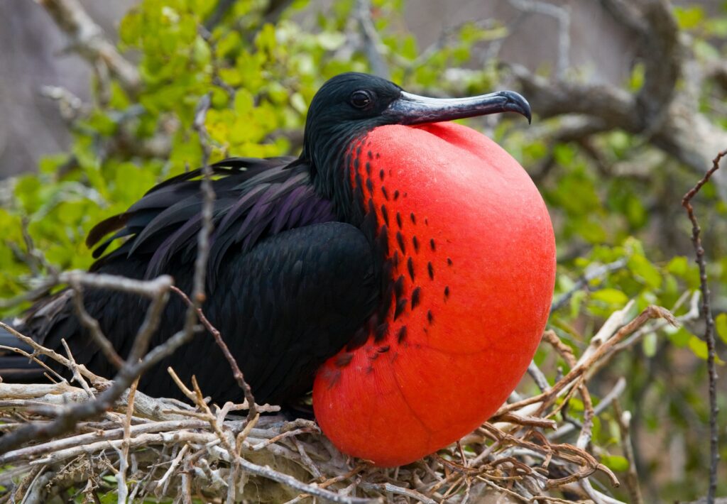 <p>Frigatebirds are large seabirds that are a unique sight to behold: their plumage is entirely black save for a bright red throat pouch, which is present solely in the male. Their pouch inflates when the birds chirp or intimidate predators, making it a fascinating sight during mating season. <a href="https://onlinelibrary.wiley.com/doi/full/10.1111/jav.01330" rel="noreferrer noopener">Several thousand pairs are estimated</a> to breed on Galapagos Islands. </p>