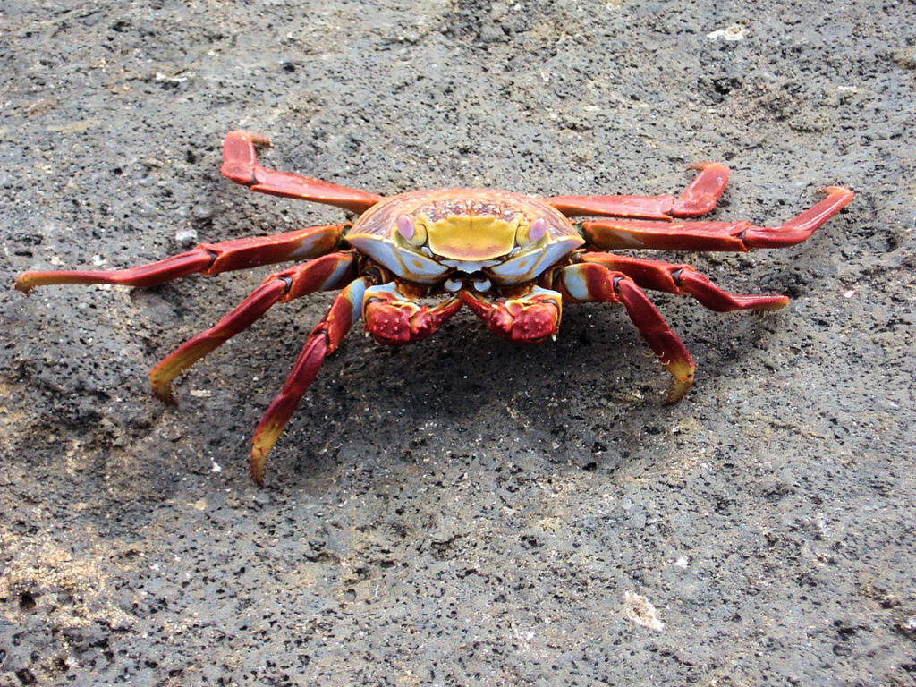 <p>Tourists might confuse this creature for a patterned spider, but their long legs make the Sally Lightfoot Crabs a fast scuttler. They typically live near the shore where they can feed on smaller fish, but when not looking for a bite, they will dart across the jet-black volcanic rocks, making them easy to spot.</p><p>These crabs have a light brown shell, with legs spotted in light red and yellow. Their unique coloration makes them an easy target for local birds, but they can dodge an attack with surprising swiftness.</p>