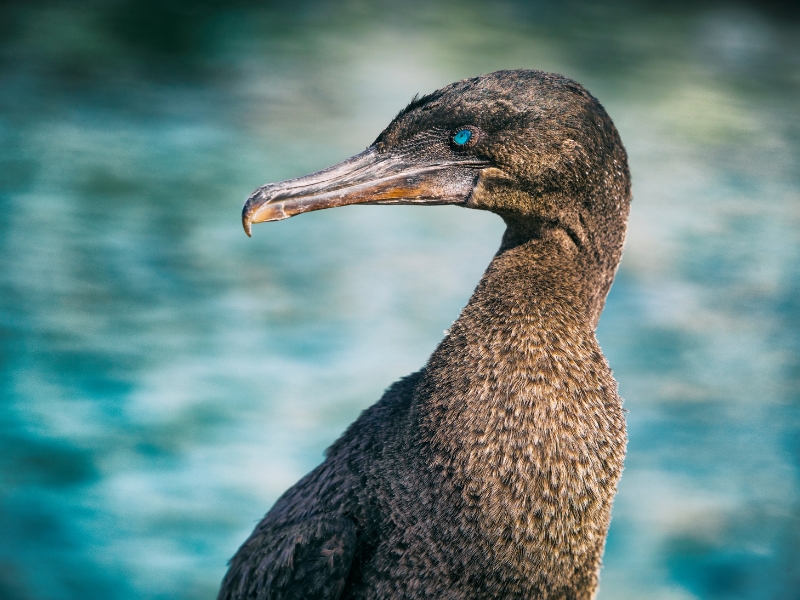 <p>If you didn’t know flightless cormorants existed, this is because they only live on the Galapagos island. This alone makes them unique, but the exciting history makes them one of a kind.</p><p>The Galapagos cormorants evolved over centuries, changing their DNA structure so they’re born flightless. This is why the bird is seen scuttling across rocks. There are an estimated <a href="https://galapagosconservation.org.uk/species/flightless-cormorant/" rel="noreferrer noopener">1,000 breeding pairs</a> living in Isabela and Fernandina Islands. </p>