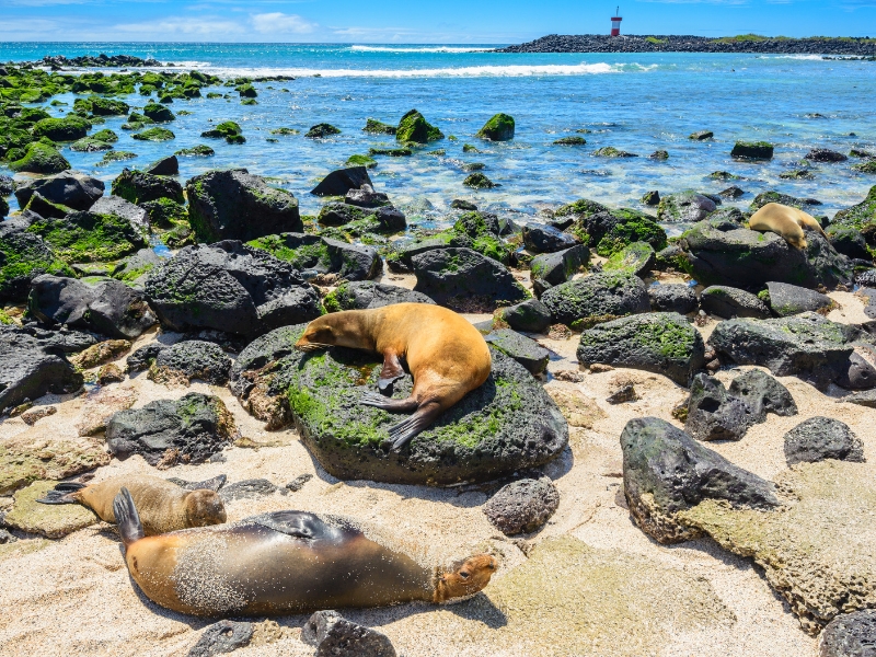 <p>Galapagos fur seals are the only subspecies to adapt to warmer climates. Their thick fur doesn’t affect their time in the warm ocean, so they often splash around.</p><p>Their adorable eyes hide a cheeky and slightly aggressive behavior, the latter observable when they hunt for fish or occasionally fight each other.</p>