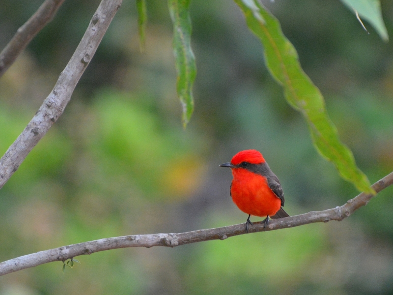 <p>The Vermillion flycatcher, also called Darwin’s flycatcher, is one of the easiest birds to watch, thanks to its distinct bright red plumage. The back of the vermillion flycatcher’s plumage is deep black, making it even more mesmerizing.</p>