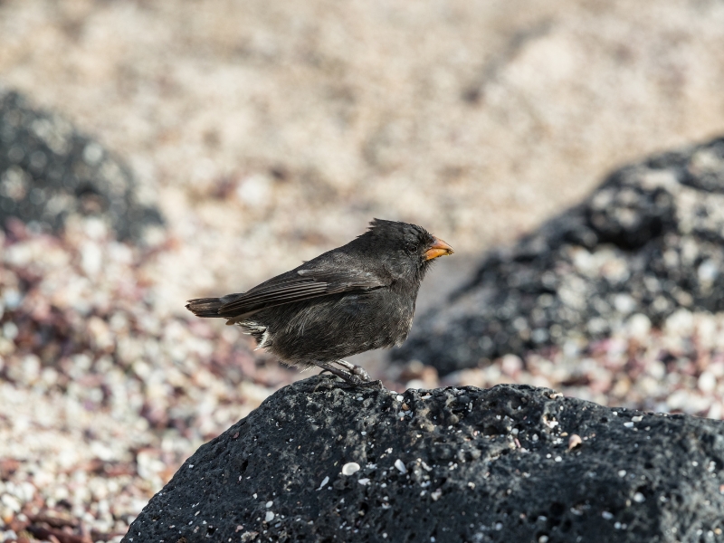 <p>These unique birds are the direct cause behind Darwin’s theories. Those interested in learning about their unique characteristics will be able to do so from a single glance.</p><p>Darwin’s finches are 13 finch species, each distinct from the other, although closely related.</p>