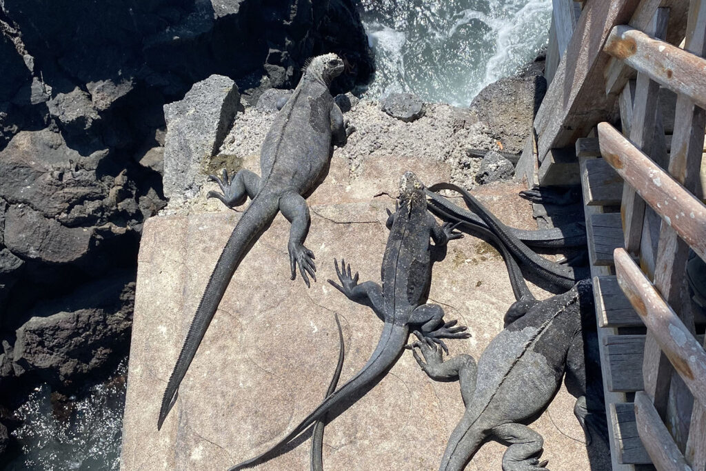 <p>An iguana scuttling from land into the ocean’s depths is an unusual sight, but its actions become even more special. This is because the Galapagos marine iguanas are the only species in the world that can dive into the water and feed on algae, a direct proof of the theory of evolution.</p><p>Marine iguanas are an exciting observation for biologists and animal lovers, but their unique appearance and distinct feeding habits make them a wonder to witness for everyone else. They can be found on Isabela, Santa Cruz, San Cristóbal, and Fernandina Islands. </p>