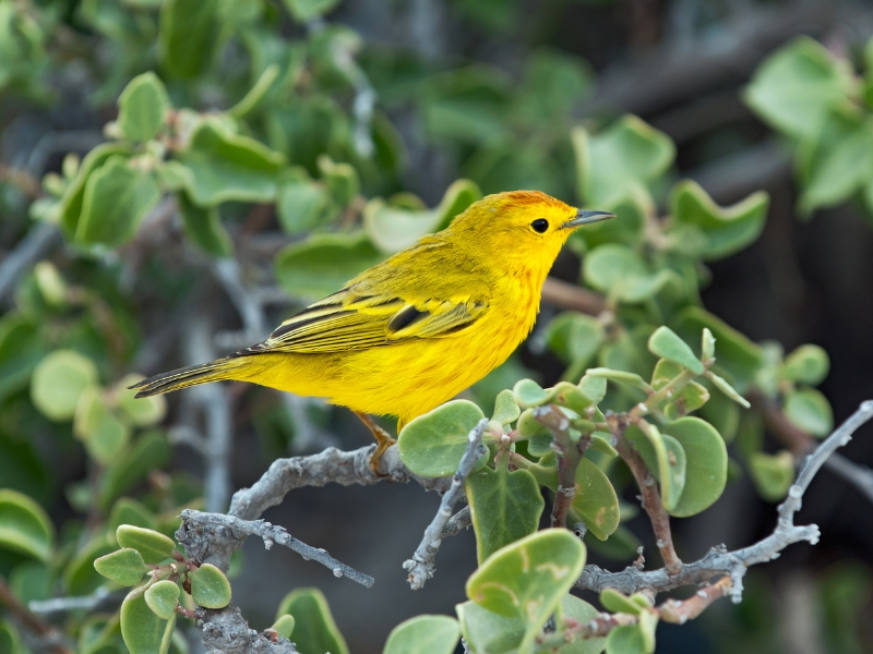 <p>A bright yellow glint that quickly flutters by, the yellow warbler might be confused for the rays of sunshine that typically peek through the trees. Although not endemic to the Galapagos, the species that strictly stays here has evolved.</p><p>The Galapagos yellow warblers are easy to spot once you focus on their tweets, a sweet, low-sounding melody that echoes in the skies. </p>