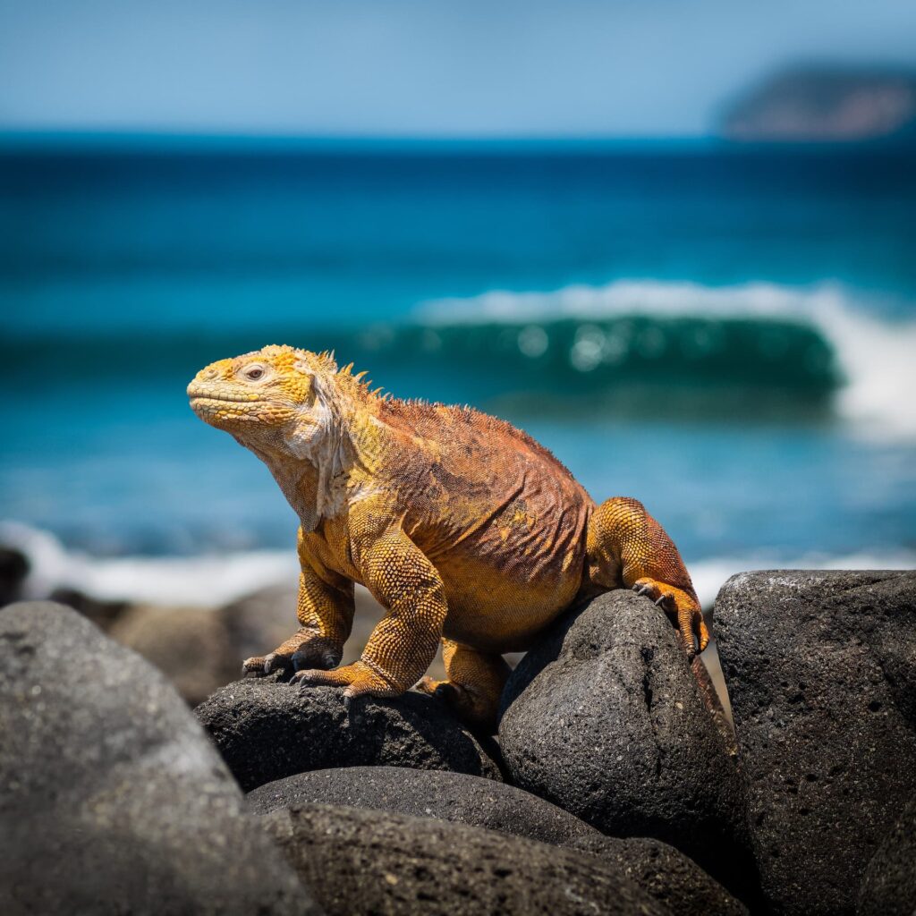 <p>Those hoping to glimpse the evolutionary changes that inspired Darwin can find them in the Galapagos iguanas. The animal, though not unknown, is strikingly different from the lang iguanas that roam worldwide.</p><p>Yellow land iguanas have a yellowish tint in their hide, and their sheer size overpowers non-endemic iguanas. They can mostly be found on Fernandina, Isabela, Santa Cruz, North Seymour, South Plaza, Santiago, and Baltra Islands. Their <a href="https://www.galapagos.org/newsroom/yellow-land-iguanas/" rel="noreferrer noopener">current population is around 4,000</a>. </p>