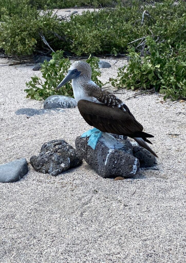 <p>A natural anomaly, the gorgeous blue-footed boobies are the only creature in the world with blue-tinted feet. There are two more booby species live on the Galapagos Islands: Nazca Boobies and Red-footed Boobies. </p><p>This delightful bird is only found surrounding the archipelago and other secluded spots of the Pacific Ocean, so it’s truly a rare sight. </p>