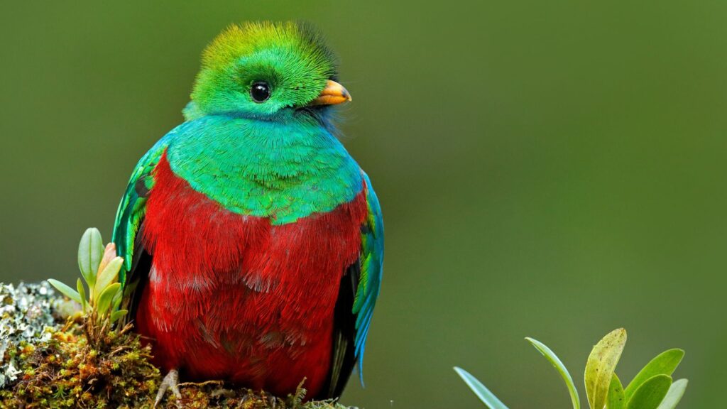<p><a href="https://ecolodgesanywhere.com/costa-rica-birds/">20 Costa Rica Birds You Can Actually See</a></p>
