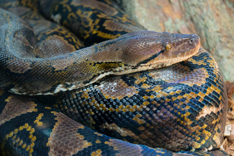 New Research Suggests That Giant Python Meat Is Much Less Carbon ...