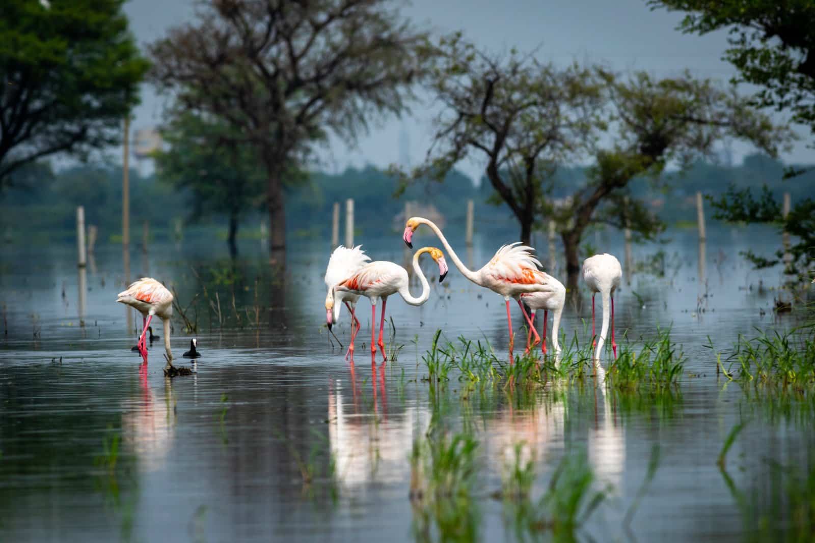 <p class="wp-caption-text">Image Credit: Shutterstock / Sourabh Bharti</p>  <p><span>Also known as Keoladeo Ghana National Park, Bharatpur Bird Sanctuary is a haven for bird watchers, hosting thousands of birds, especially during the winter when migratory species arrive. Over 230 species of birds have been spotted here, including the rare Siberian crane. The park’s wetlands, woodlands, and grasslands provide diverse bird habitats and wildlife habitats. Walking, cycling, and rickshaw tours led by knowledgeable guides offer intimate encounters with the park’s avian inhabitants.</span></p>