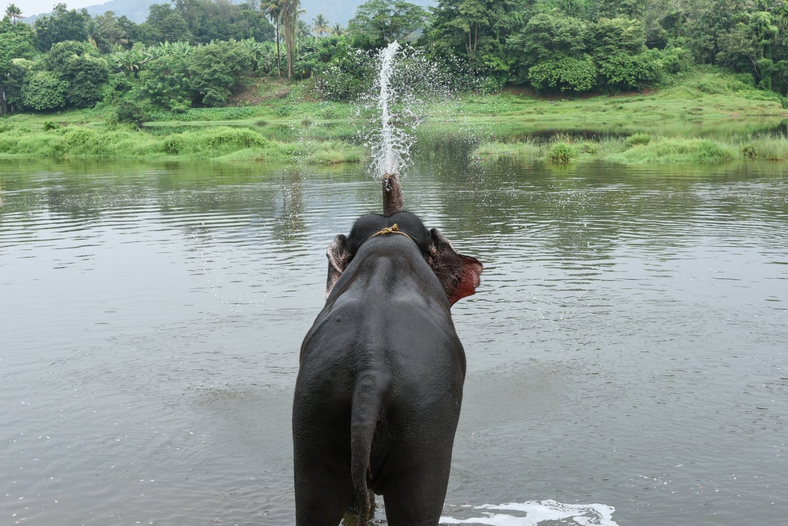 <p class="wp-caption-text">Image Credit: Shutterstock / Santhosh Varghese</p>  <p><span>Nestled in the Western Ghats, Periyar Wildlife Sanctuary is renowned for its elephant population and picturesque lake, an artificial reservoir around which the park is developed. The sanctuary’s dense evergreen forests are also home to tigers, gaur, sambar, and a variety of birds and reptiles. Boat safaris on Periyar Lake offer a unique vantage point for wildlife viewing, especially for spotting herds of elephants along the water’s edge.</span></p>