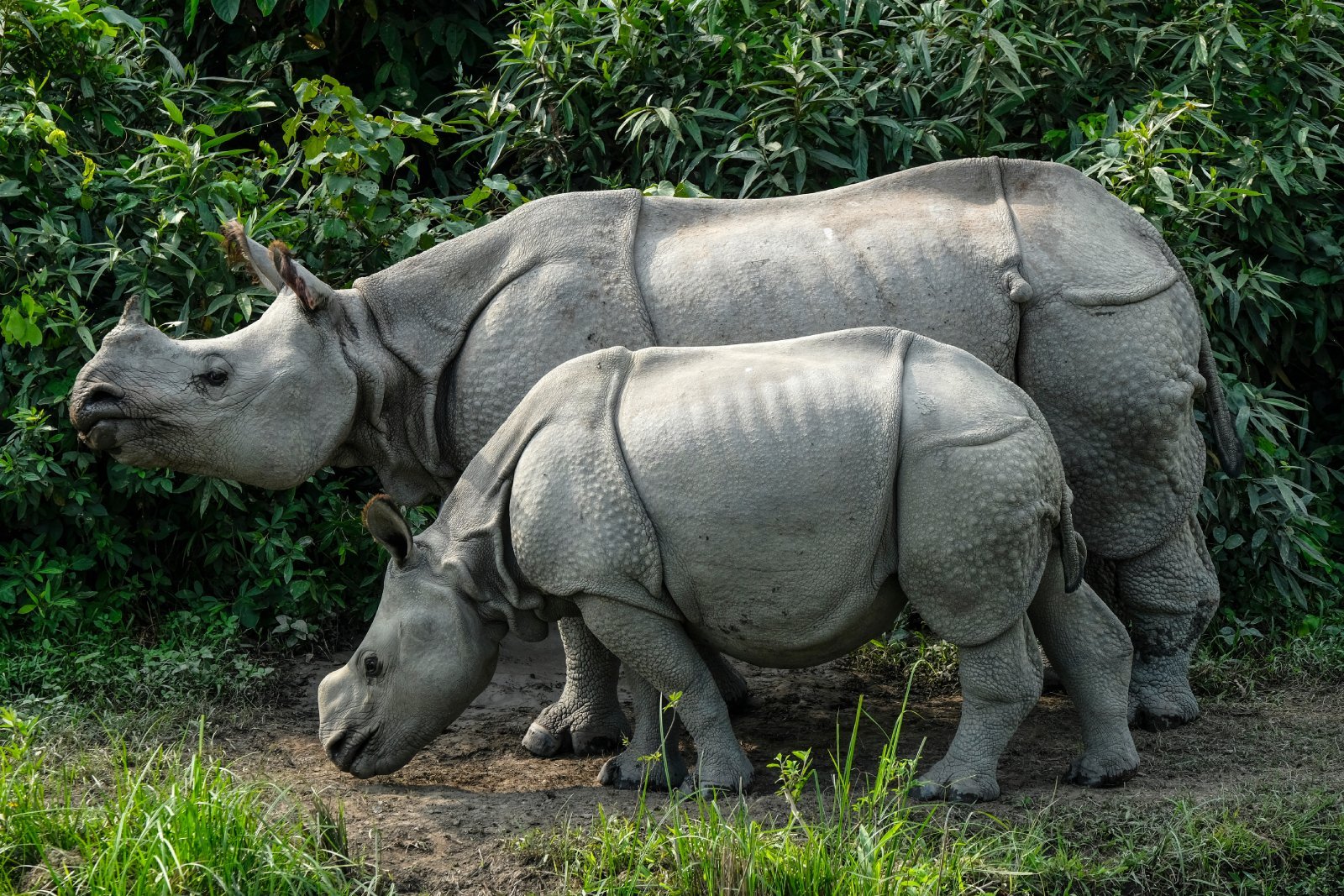 <p class="wp-caption-text">Image Credit: Shutterstock / Oscar Espinosa</p>  <p><span>Kaziranga National Park, a UNESCO World Heritage Site, is renowned for hosting two-thirds of the world’s great one-horned rhinoceroses. Its floodplains and tall elephant grass make it an ideal habitat for this prehistoric-looking species and for tigers, elephants, and water buffaloes. The park is also a birder’s paradise, with hundreds of bird species, including several migratory ones. Elephant-back safaris and jeep tours offer distinct experiences for exploring the park’s landscapes and its inhabitants.</span></p>