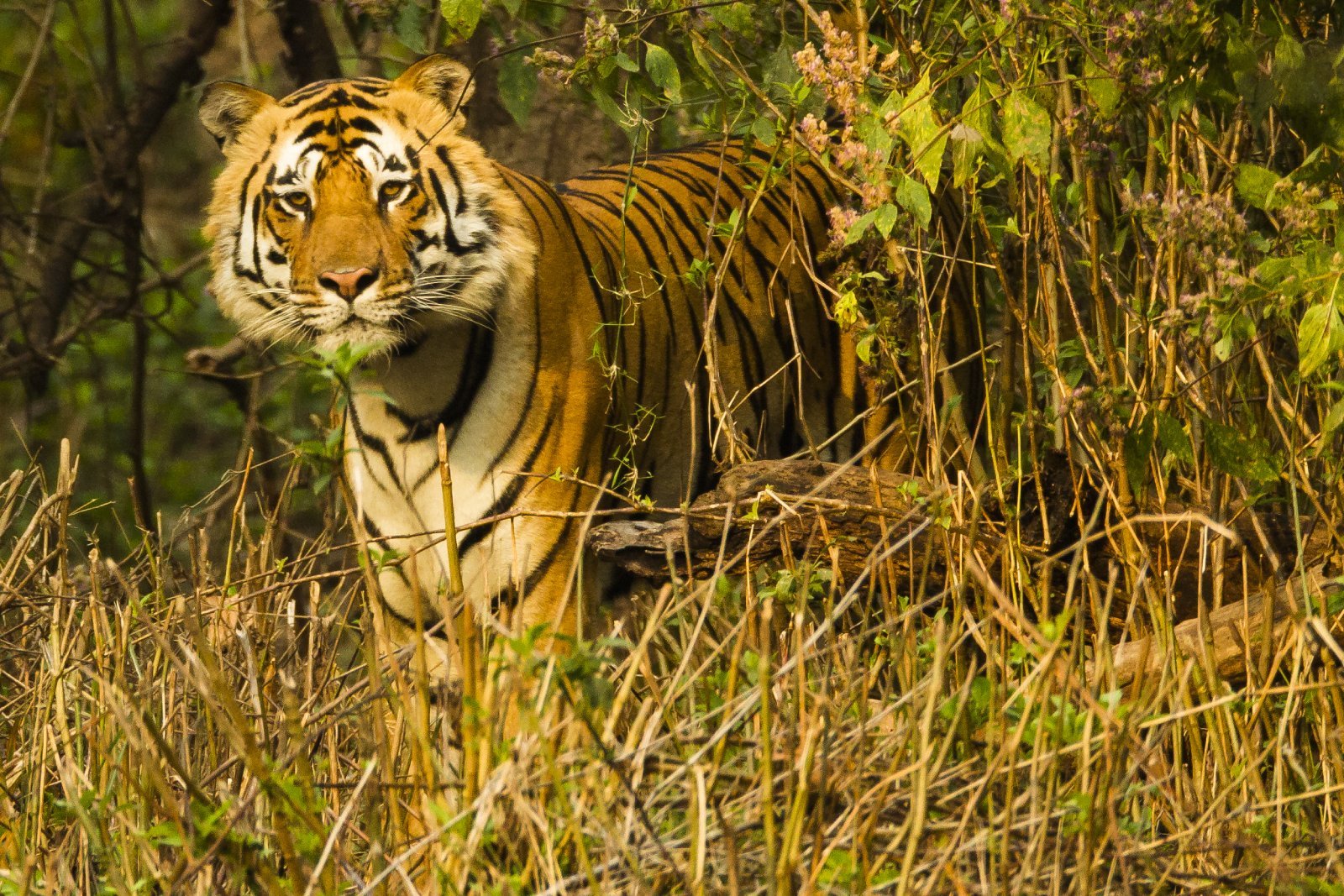 <p class="wp-caption-text">Image Credit: Shutterstock / Joe McDonald</p>  <p><span>Kanha National Park, the inspiration behind Rudyard Kipling’s “The Jungle Book,” offers one of India’s best wildlife safari experiences. Its sal and bamboo forests, grassy meadows, and ravines harbor a significant population of Bengal tigers, leopards, sloth bears, and barasingha, also known as the swamp deer. The park’s conservation efforts have made it a model for wildlife protection. Jeep safaris provide the chance to explore this vast landscape and its diverse fauna.</span></p>