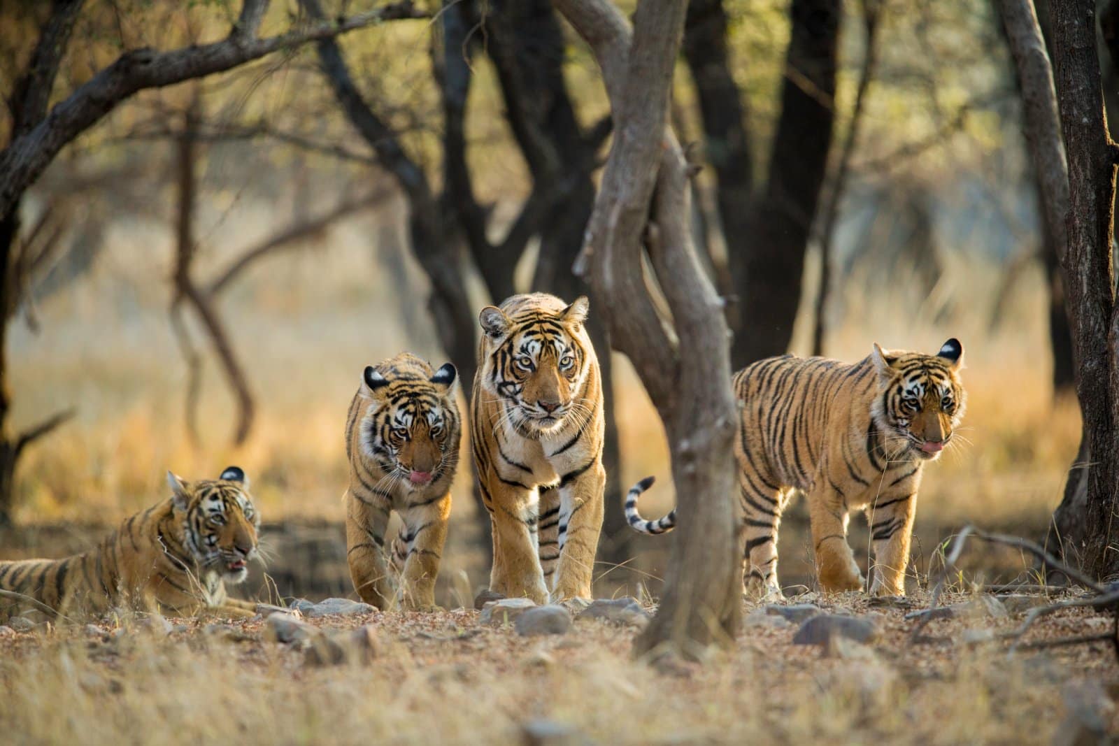 <p class="wp-caption-text">Image Credit: Shutterstock / Archna Singh</p>  <p><span>Ranthambore National Park, once the hunting grounds of the Maharajas of Jaipur, is now one of the best places in India to see Bengal tigers in the wild. The park’s rugged terrain, dotted with ancient ruins, provides a dramatic backdrop for wildlife viewing. Besides tigers, Ranthambore is home to leopards, sloth bears, hyenas, and a variety of deer and bird species. Jeep safaris offer the chance to explore the park’s diverse zones, each offering unique landscapes and wildlife sightings.</span></p>