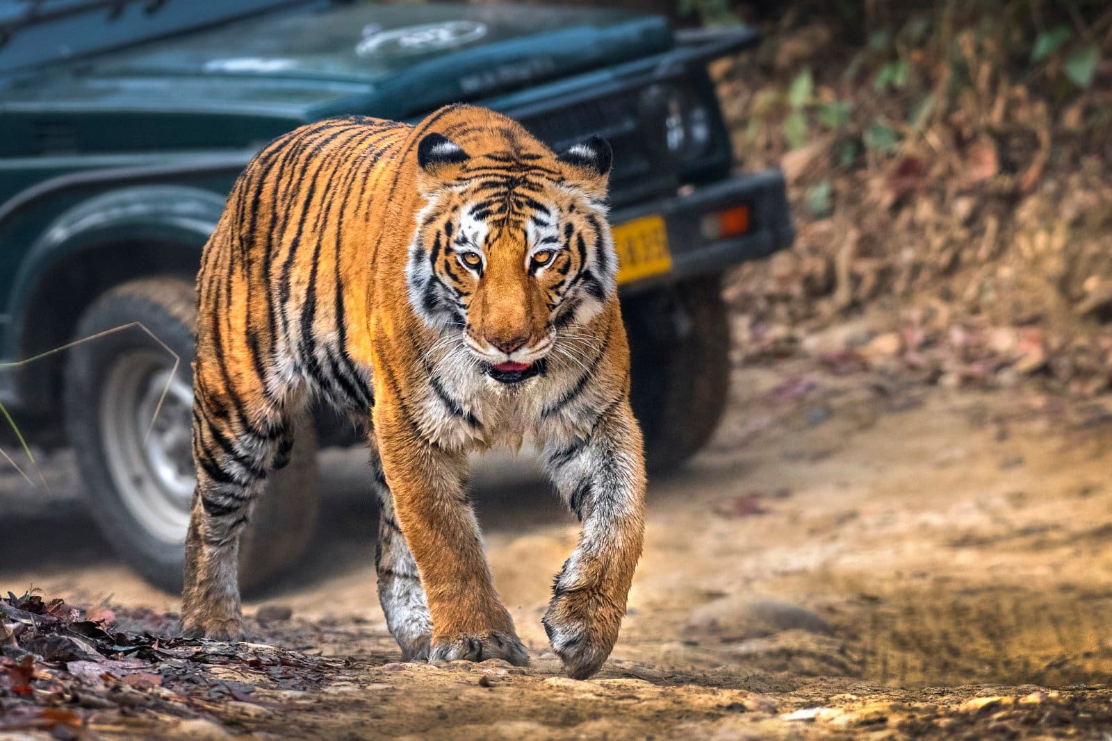 <p class="wp-caption-text">Image Credit: Shutterstock / Rajat Bhandari</p>  <p><span>Established in 1936 as India’s first national park, Jim Corbett National Park is named after the legendary British hunter-turned-conservationist. Nestled in the foothills of the Himalayas, it’s known for its significant population of Bengal tigers, along with elephants, leopards, and hundreds of bird species. The park’s diverse landscapes offer rich wildlife viewing opportunities, including dense forests, grasslands, and river habitats. Jeep safaris and elephant rides allow visitors to explore the park’s beauty and inhabitants.</span></p>