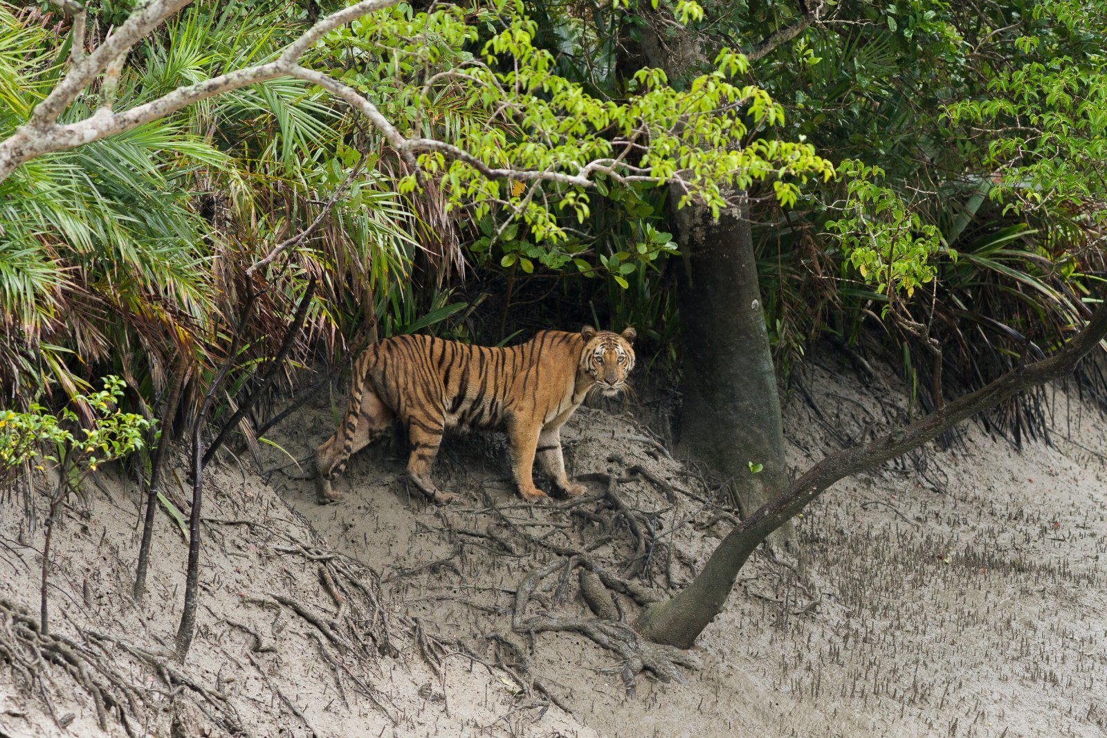 <p class="wp-caption-text">Image Credit: Shutterstock / Soumyajit Nandy</p>  <p><span>Sundarbans National Park, a UNESCO World Heritage Site, is the world’s largest tidal halophytic mangrove forest, sprawling across India and Bangladesh. This unique ecosystem is home to the Royal Bengal Tiger, which has adapted to an aquatic lifestyle, with sightings more elusive due to the dense mangrove cover. The park also shelters various bird species, saltwater crocodiles, and the endangered Ganges river dolphin. Boat safaris through the network of tidal waterways offer the chance to explore this biodiverse habitat, providing a different perspective on wildlife viewing.</span></p>