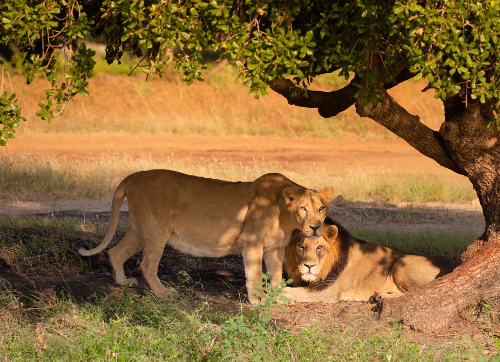 <p class="wp-caption-text">Image Credit: Shutterstock / Kaushik Ghelani</p>  <p><span>Gir National Park is the last bastion of the Asiatic lion, offering a rare opportunity to witness these majestic creatures in their natural habitat. Beyond lions, Gir is home to leopards, antelopes, vultures, and several other wildlife species. The semi-arid deciduous forest and savannah-like grasslands provide a unique ecosystem for safari-goers. Jeep safaris are the primary means of exploring the park, with guides providing insights into the conservation success story of the Asiatic lion.</span></p>