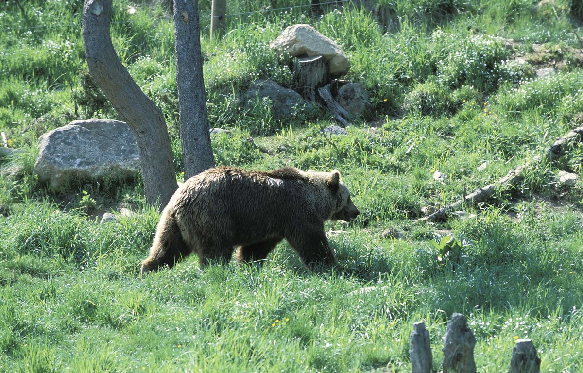 pyrénées : un ours se balade tranquillement aux abords des maisons d’un village d’andorre