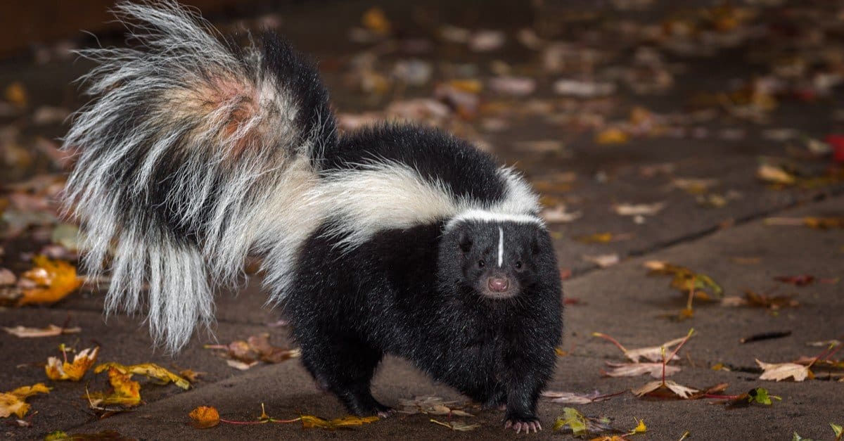 Deter Skunks From Entering Your Yard With These Simple Methods