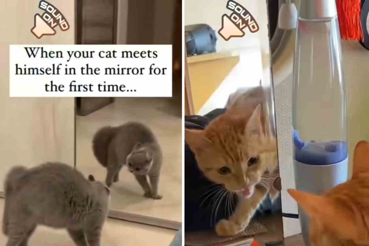 hilarisk video: katter har en komplicerad relation till speglar
