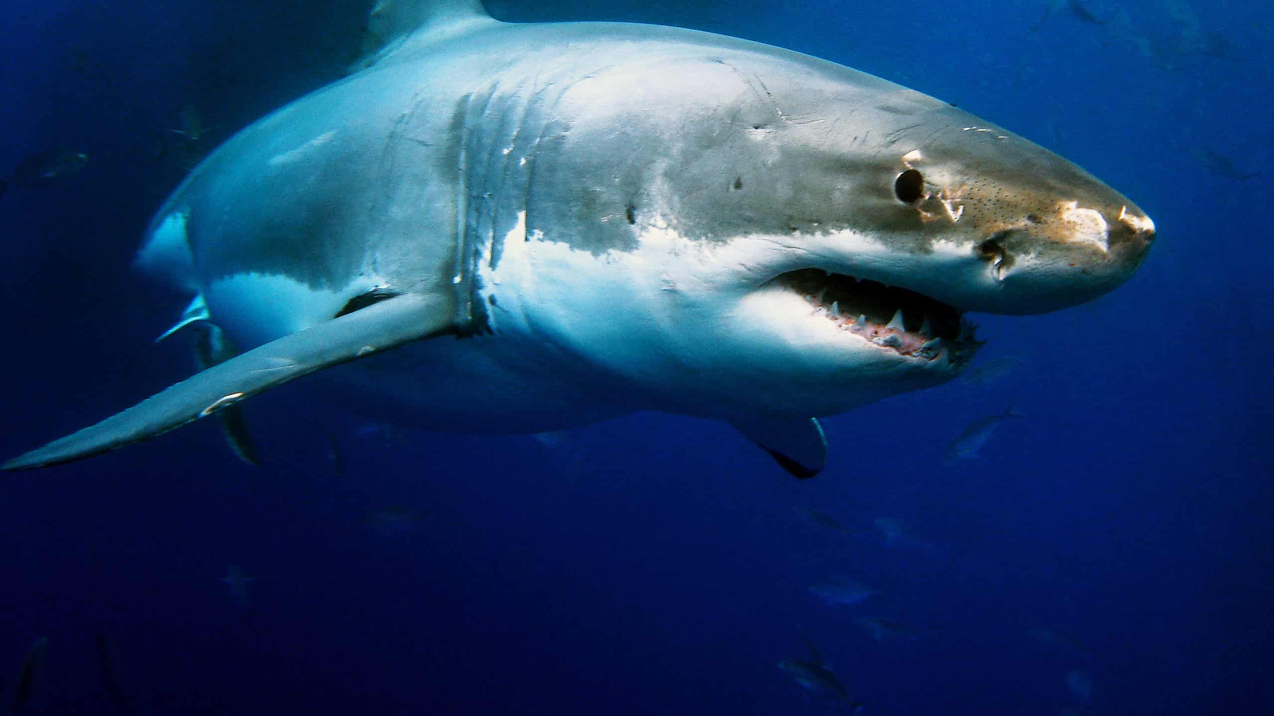 Beware of These Sharks While in the Ocean