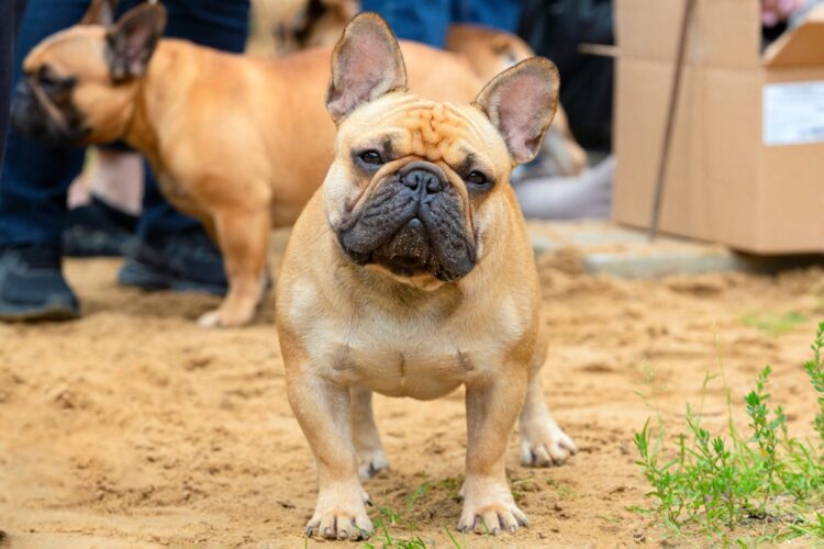 30 Most Unhealthy Dog Breeds