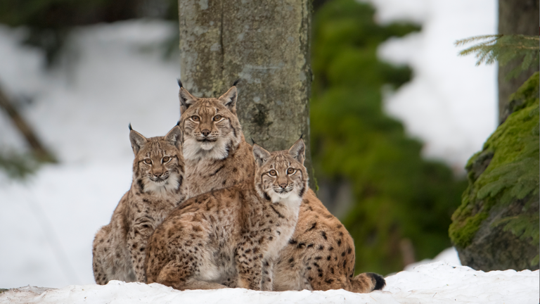 The Missing Lynx Project believes lynx could grow into a healthy population in Northumberland and into bordering parts of southern Scotland