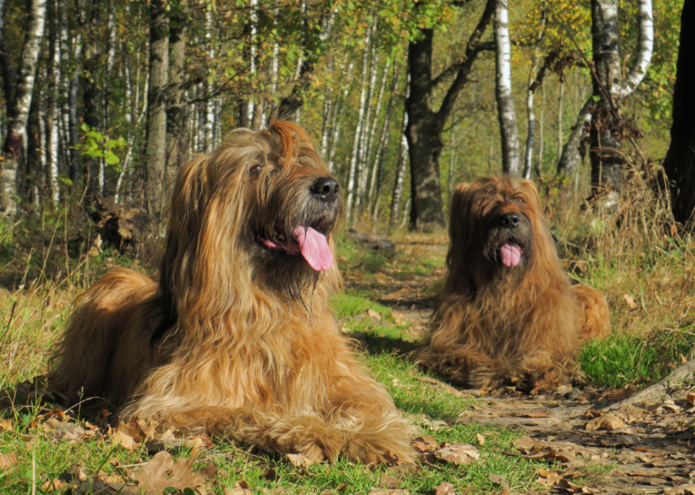 Meet the world's biggest dog breed—and see how other big breeds compare