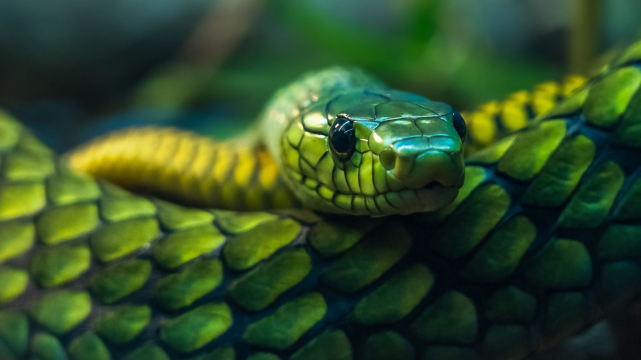 15 Most Venomous Snakes