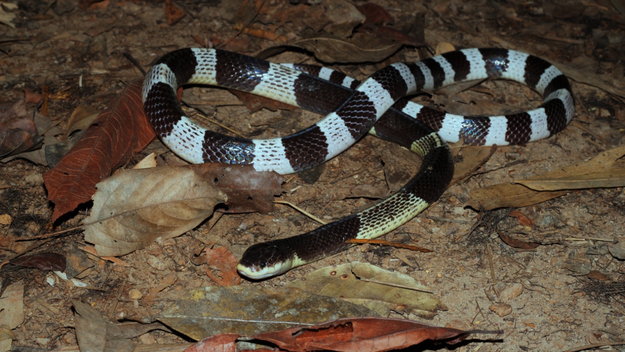 15 Most Venomous Snakes