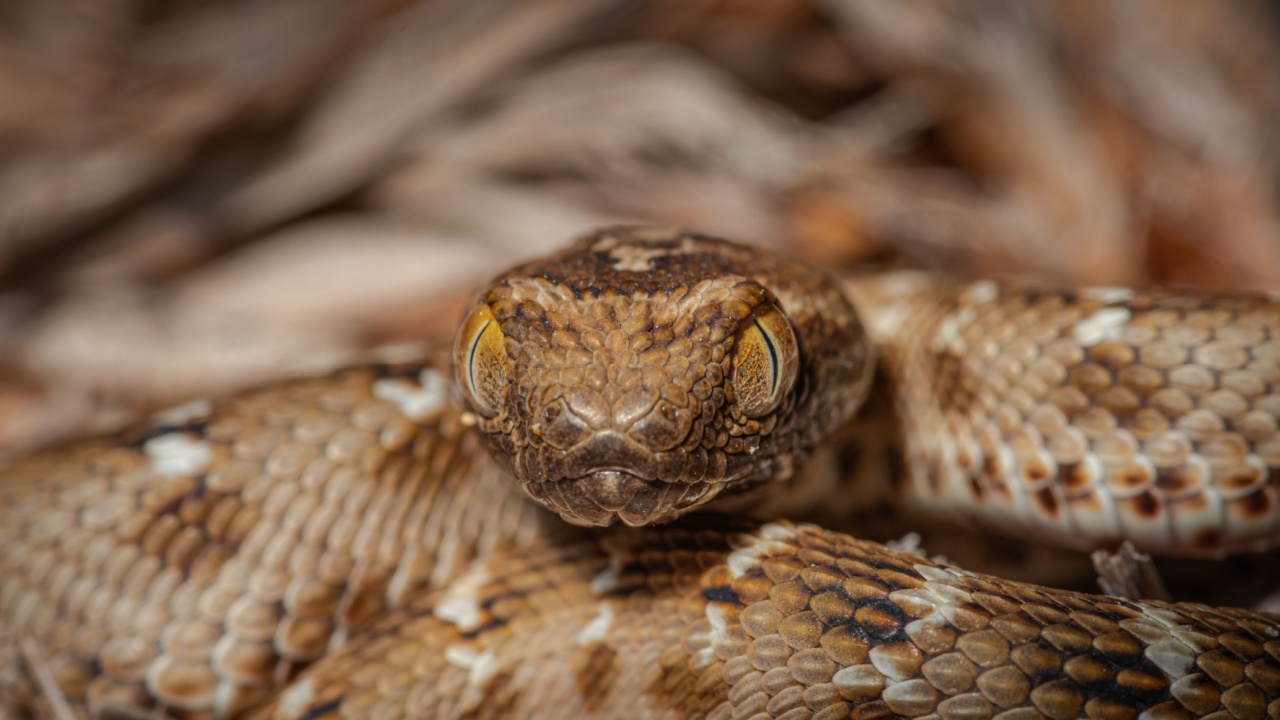 15 Most Venomous Snakes