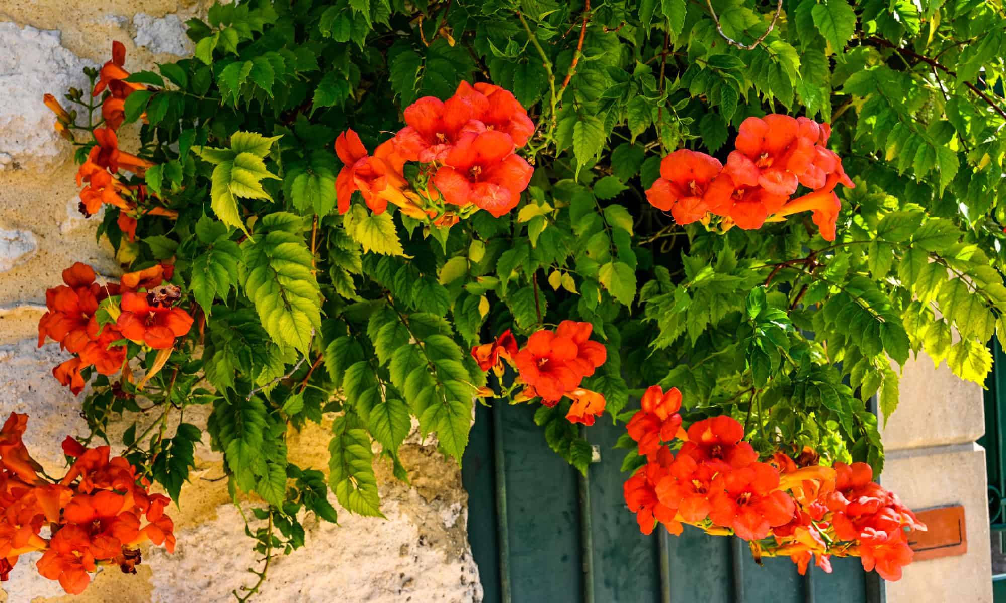 Lovely Vines That Attract Hummingbirds