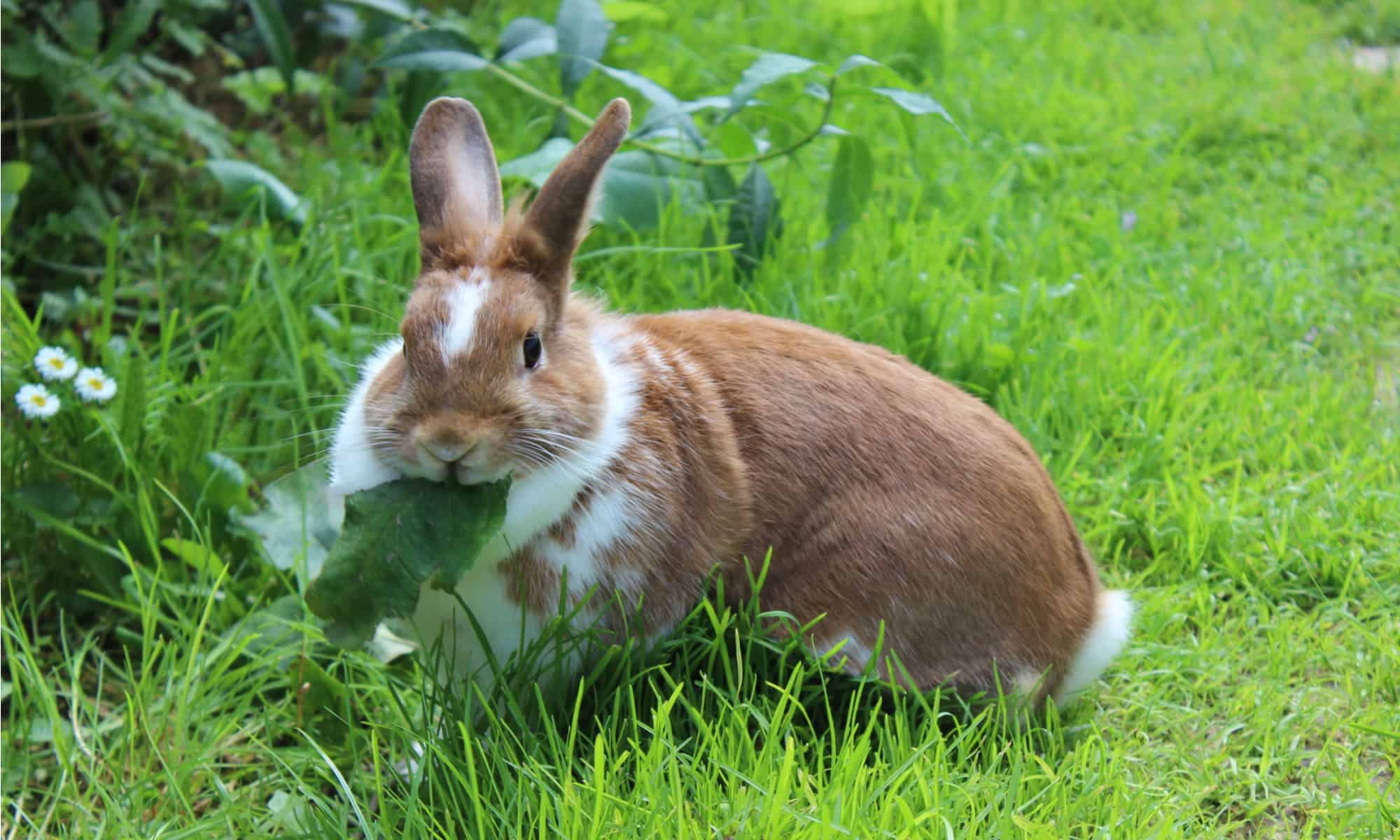 This rabbit