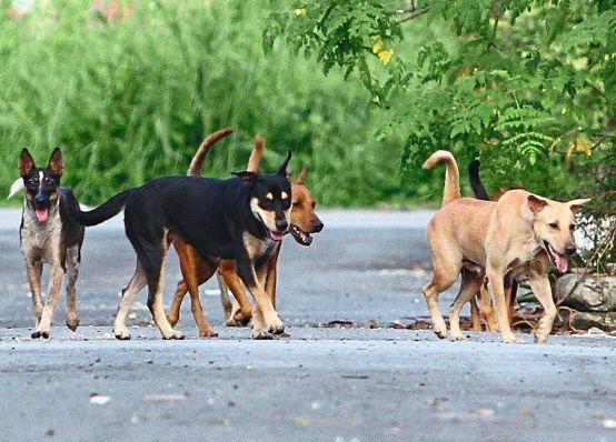 Stray dog hunt by local council draws flak from dog lovers and public