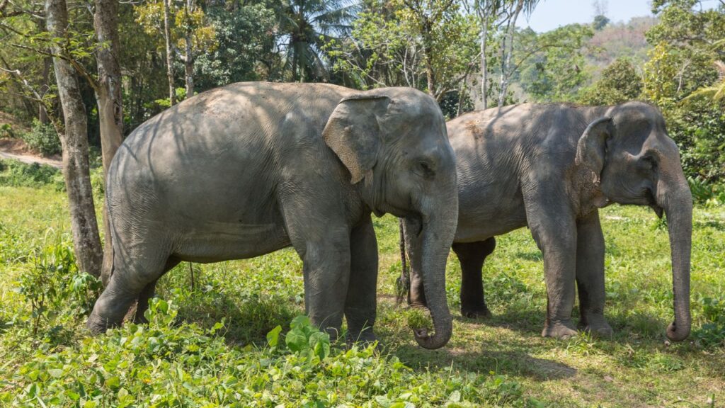 <p>For an unforgettable experience, visit the Phuket Elephant Sanctuary. This sanctuary provides a safe space for rescued elephants to roam freely in their natural habitat. You can learn about their behavior and participate in activities like feeding and bathing them in the nearby river.</p><p>By supporting ethical initiatives like the Phuket Elephant Sanctuary, you contribute to the welfare of these gentle giants and promote responsible tourism practices focused on animal welfare and conservation.</p>