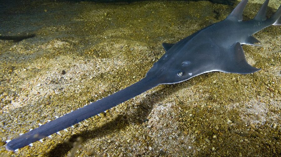 Sawfish Are Suddenly Dropping Dead, Extinction Imminent