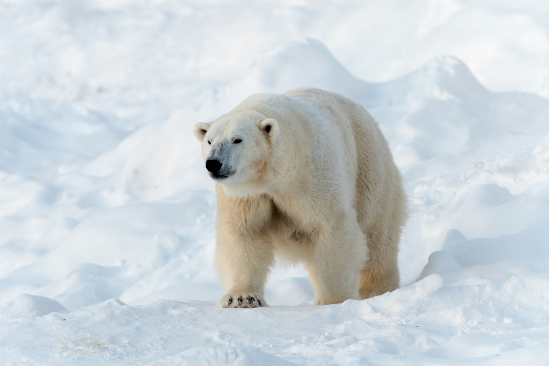 Également connu sous le nom de zoo de Ranua, ce désert montagneux situé dans l'Arctique sauvage abrite des ours polaires et 50 autres espèces animales.<p>Tu pourrais aussi aimer:<a href="https://www.starsinsider.com/n/450830?utm_source=msn.com&utm_medium=display&utm_campaign=referral_description&utm_content=309275v3"> Les fausses excuses pour ne pas faire de thérapie</a></p>