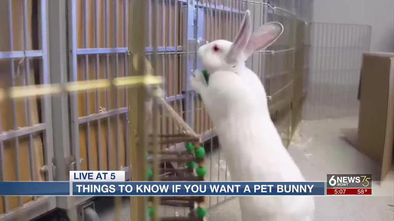 Thinking about adopting a rabbit? The Nebraska Humane Society has some things for you to bear in mind.