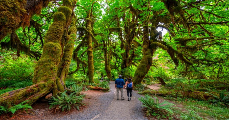 Easy hikes olympic national park best sale