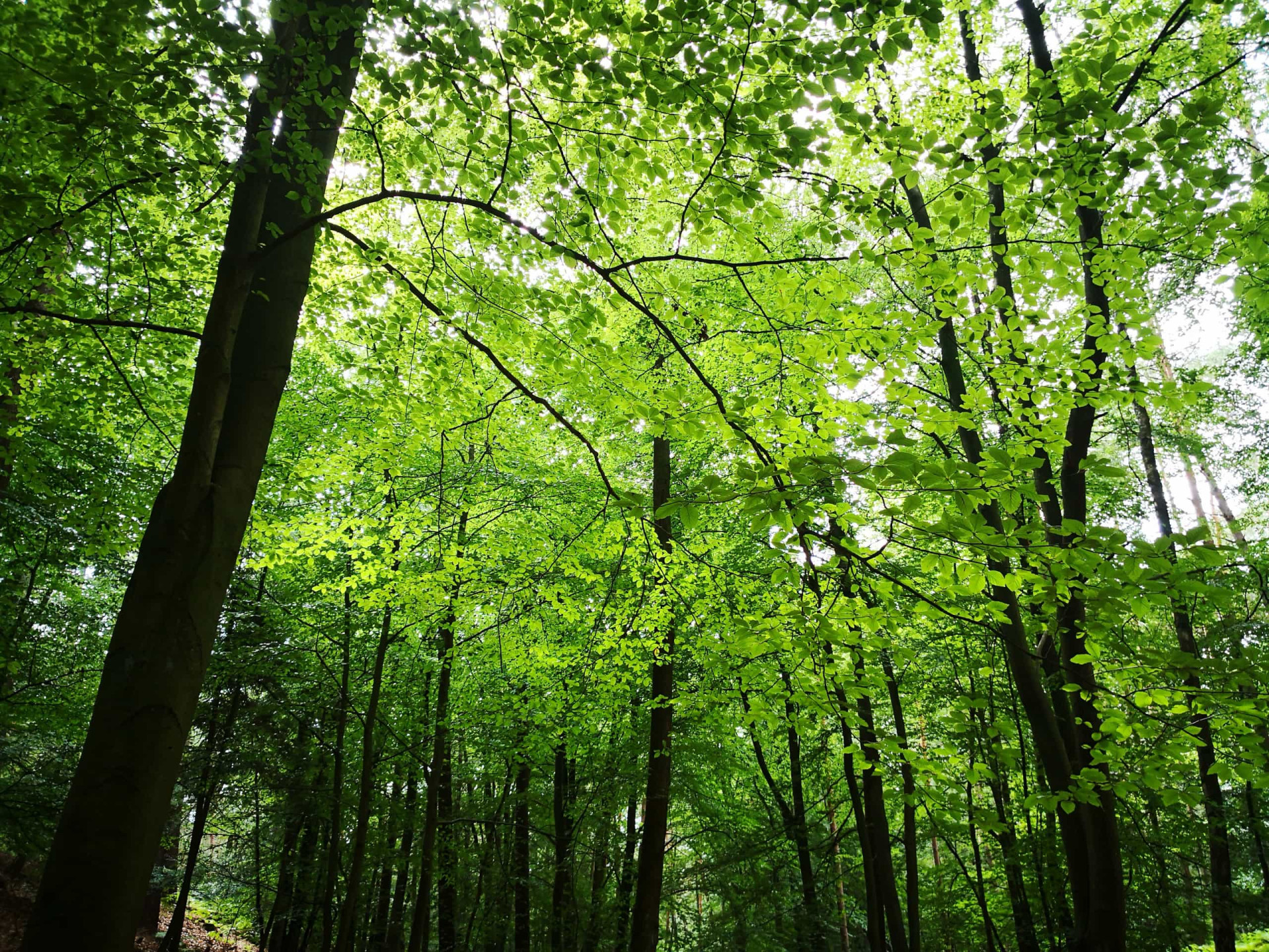 Discover the benefits of forest bathing
