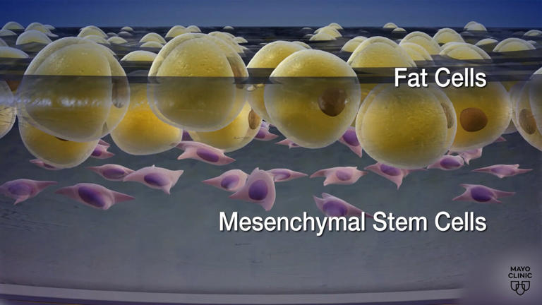 Stem cells. Credit: Mayo Clinic