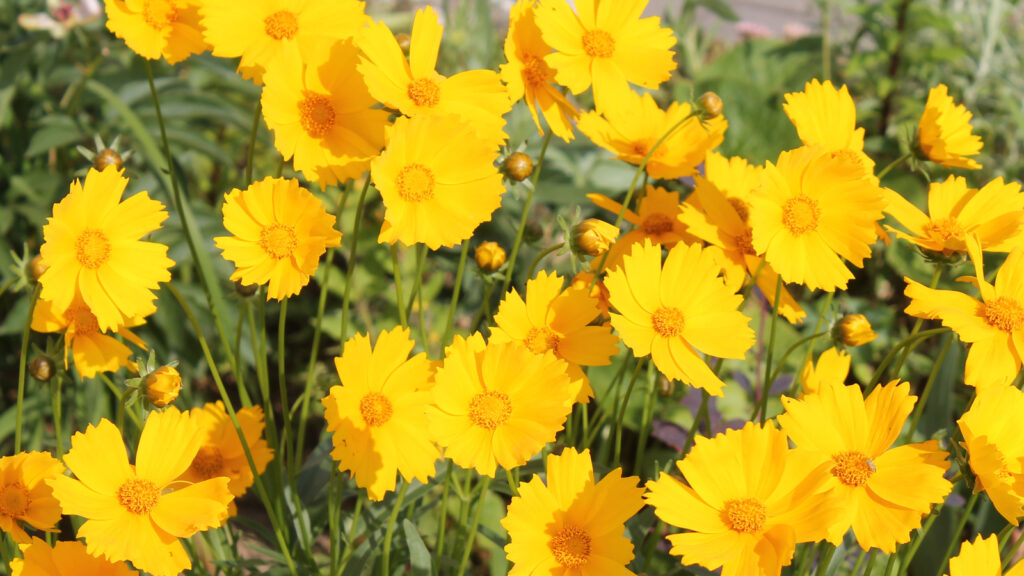 15 Yellow Perennial Flowers That Will Brighten Your Garden