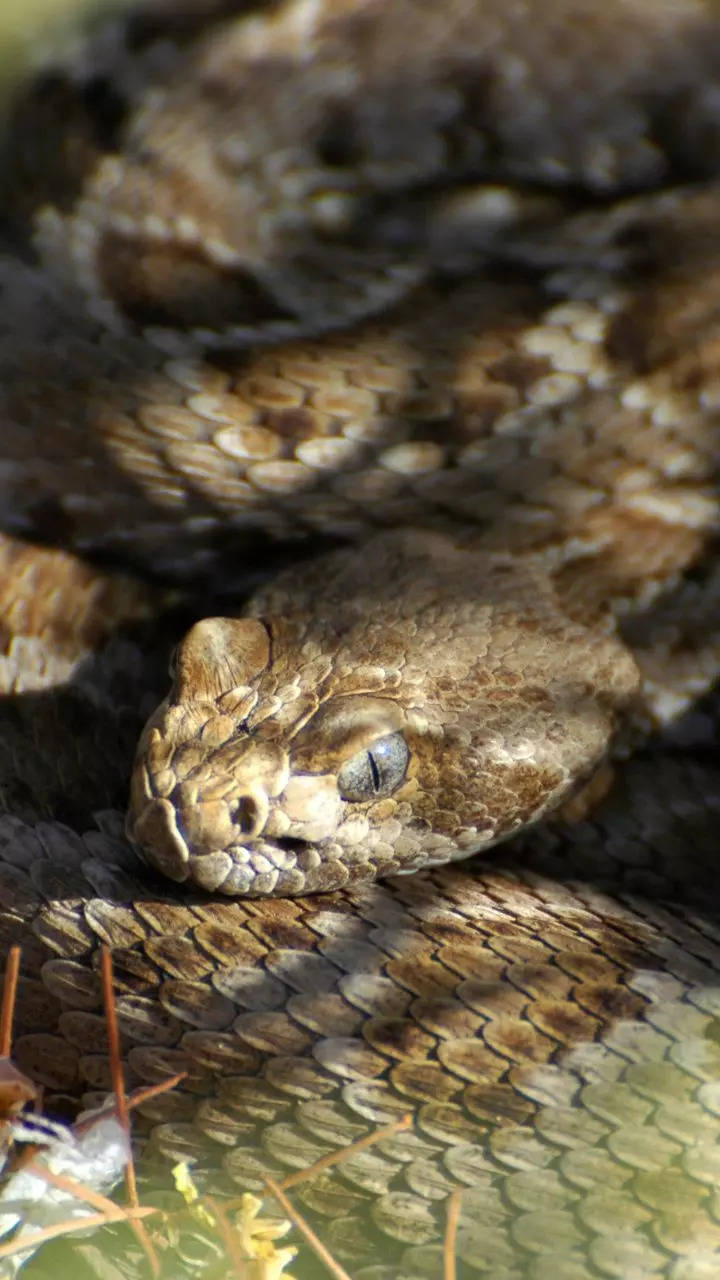 <p>Found in the Santa Catalina Island off the coast of California, USA, this rattlesnake's population is declining due to habitat destruction and introduction of non-native species. The rattlesnake has a typical snake-like appearance but it is the movement and speed that make it beautiful. </p>