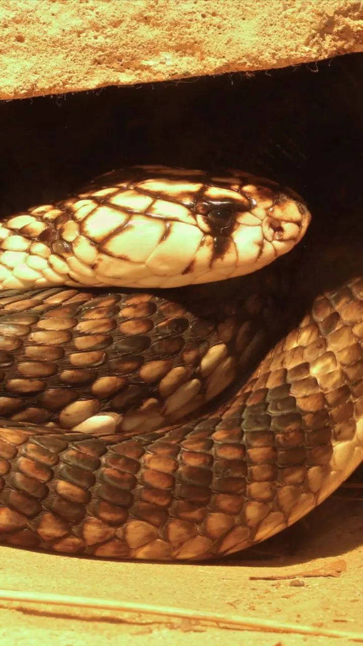<p>With a local name of Naja Haje, the Egyptian cobra is not exactly endangered but definitely faces habitat destruction and intentional killing due to fear. </p>