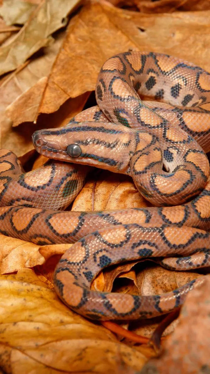 <p>Evident by its name, the Brazilian rainbow boa has a colourful skin and stripes of a contrasting colour to the skin. The rainbow boa is facing habitat loss and illegal trade pressures. </p>