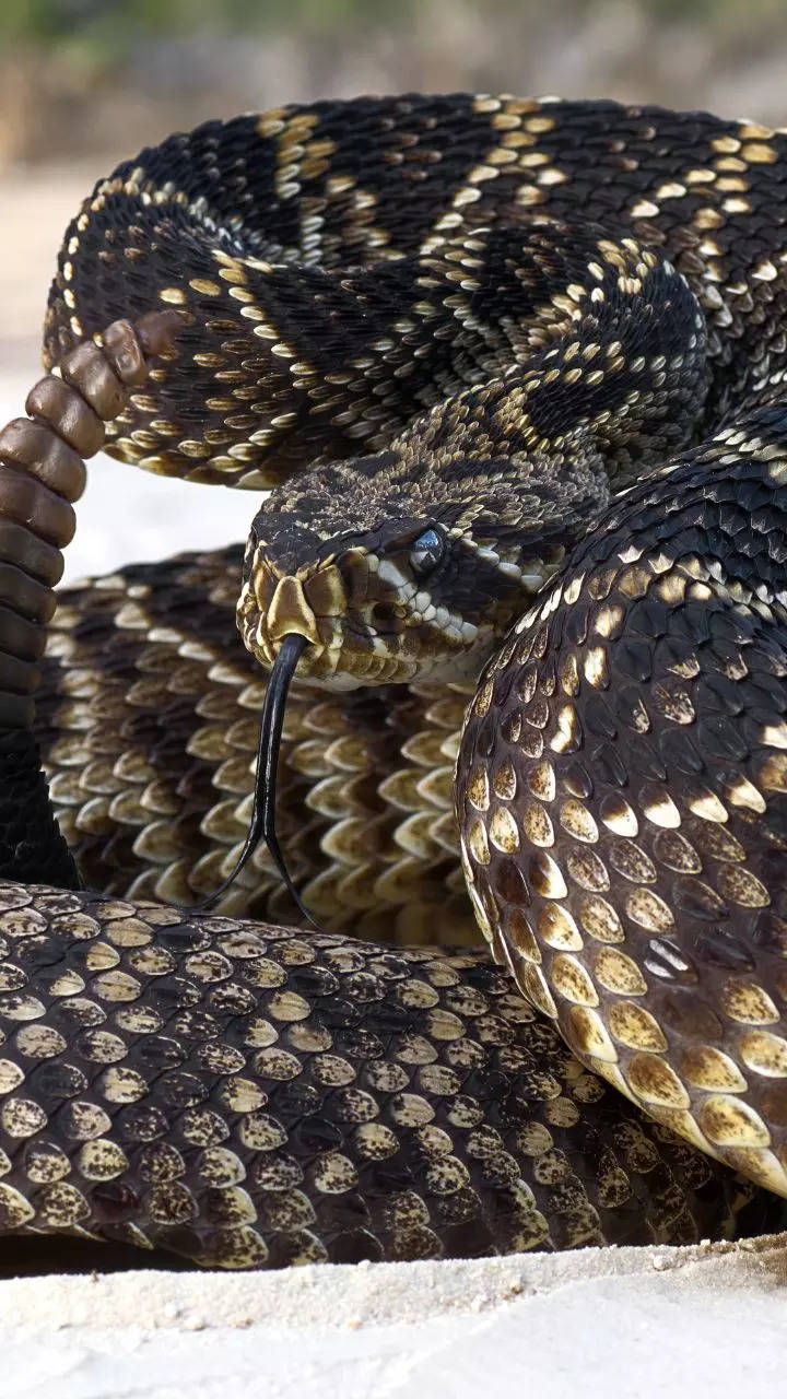 <p>The timber rattlesnake has a very toxic and poisonous bite and a bright grey and black colour that add to its beauty. </p>