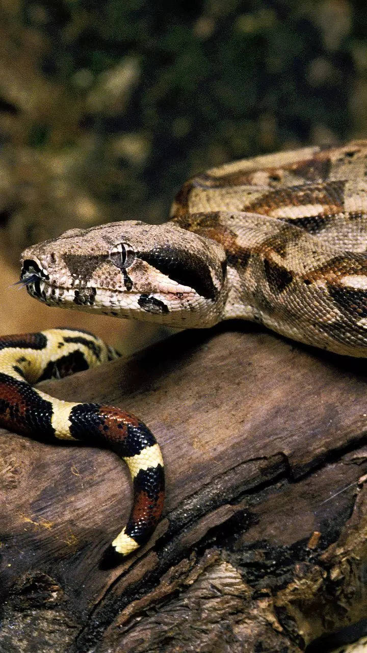 <p>Endemic to Jamaica, this beautiful boa is endangered due to habitat destruction and introduction of invasive species like mongooses. Jamaican boa has a blue, green and yellow colour body and looks like a total marvel. </p>
