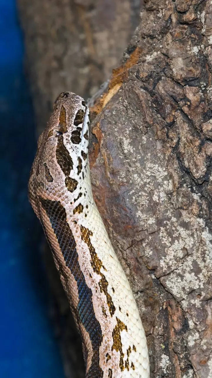 <p>Endemic to Madagascar, Madagascar ground Boa is a large, spotted snake who is believed to be threatened due to habitat loss and hunting for its skin.</p>